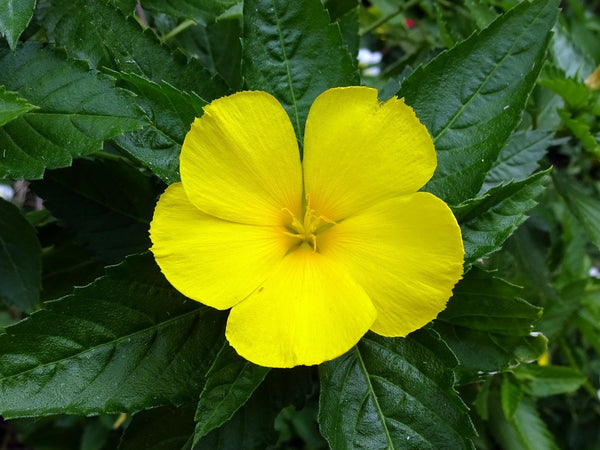 Damiana Leaves