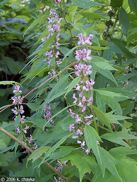 Motherwort