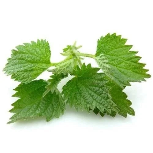 Nettle Leaves