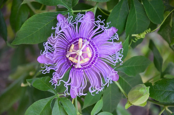 Passionflower Leaves