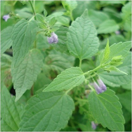 Skullcap