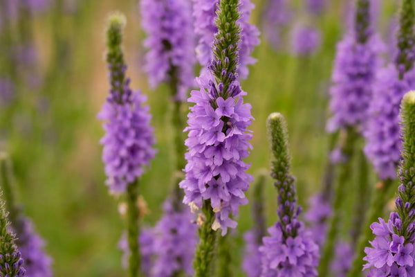 Vervain / Blue Vervain Leaves