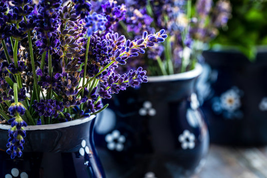 Lavender Moments