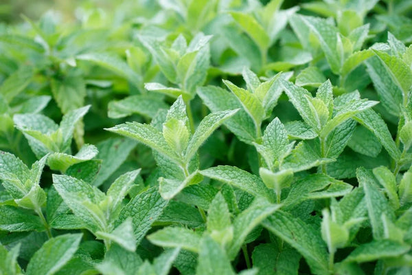 Peppermint Leaves