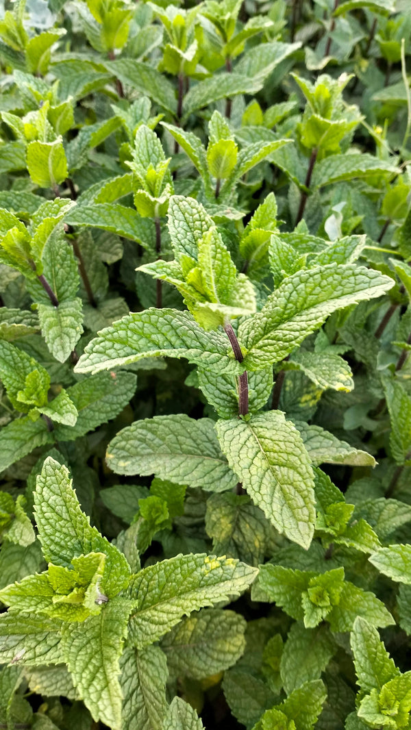 Spearmint Leaves
