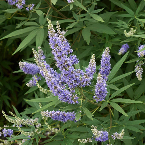 Chaste Tree Berry (Vitex)