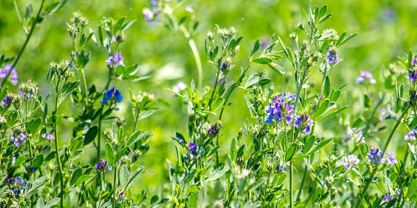 Alfalfa Leaves