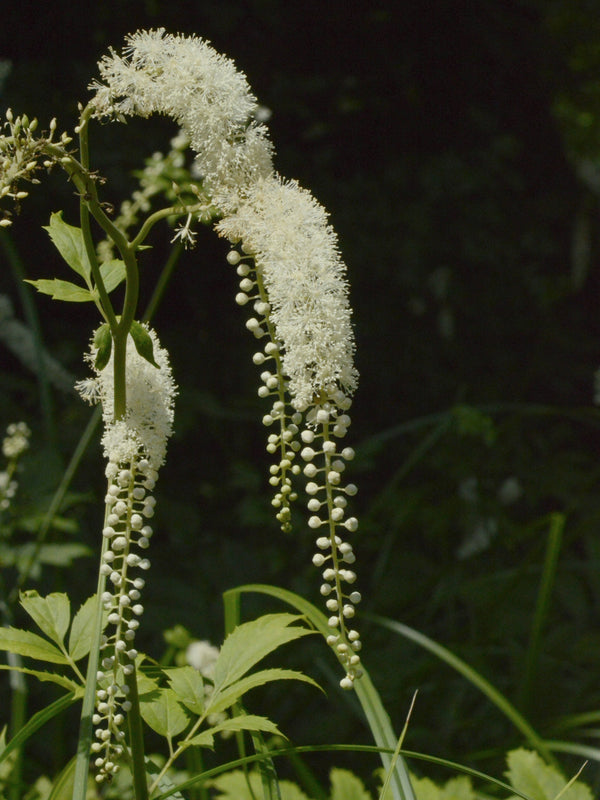 Black Cohosh Root
