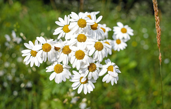 Chamomile Flowers