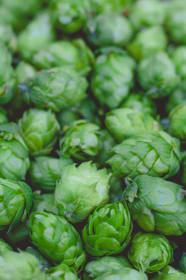 Hops Strobiles