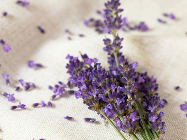 Lavender Flowers
