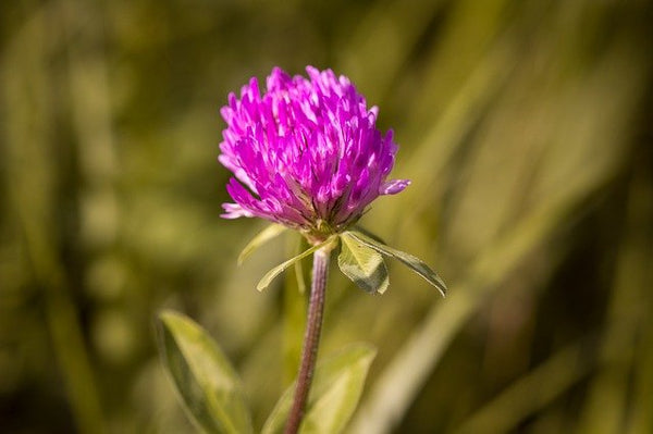 Red Clover Blossoms