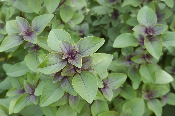 Tulsi / Holy Basil