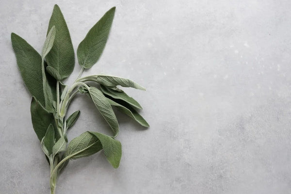 Sage Leaf