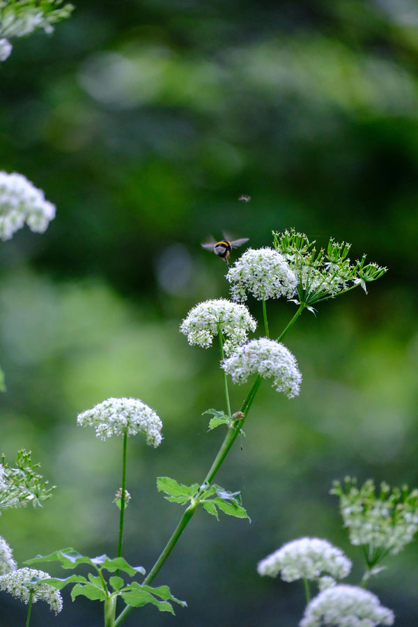 Valerian Root